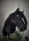 Hobby Horse BLACK with white blaze A4