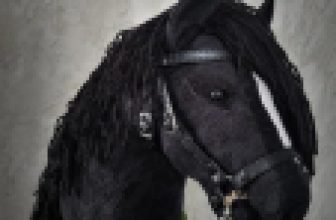 Hobby Horse BLACK with white blaze A4