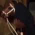 Hobby Horse BLACK with white blaze A4