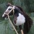 Hobby horse AMERICAN SADDLEBRED A4